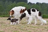 BARZOI 021